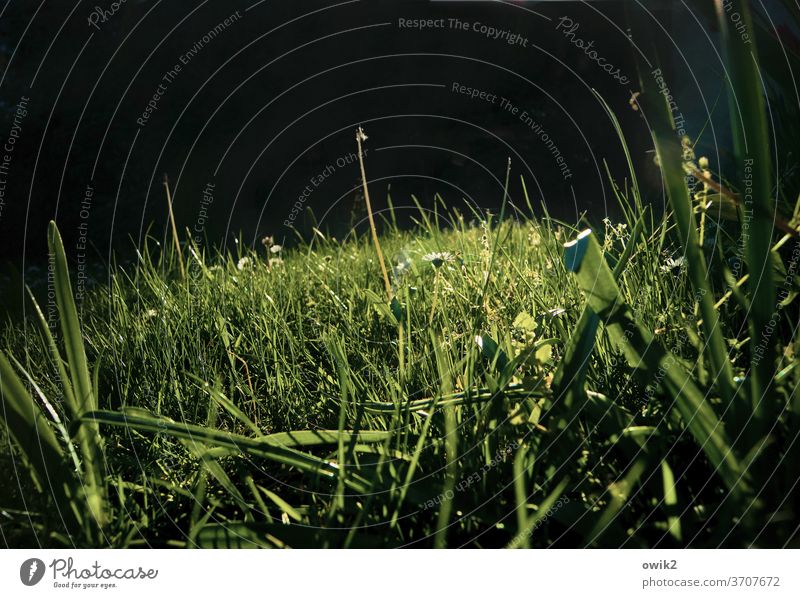 Gegend Wiese Gras Tag Landschaft Schönes Wetter Detailaufnahme Umwelt Menschenleer Frühling grün Außenaufnahme Textfreiraum oben frisch Natur Sonnenlicht