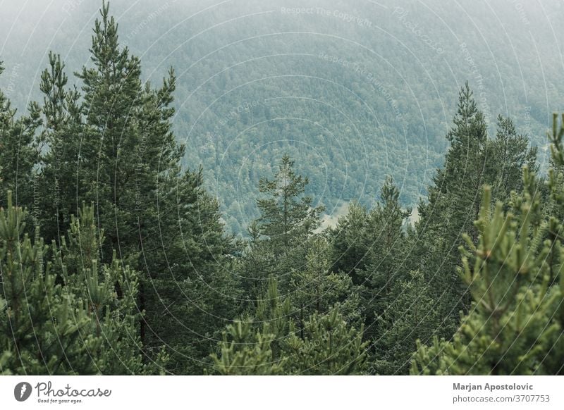 Blick auf eine schöne neblige Kiefer in den Bergen Abenteuer Hintergrund Wolken wolkig dunkel Morgendämmerung Ökologie Umwelt erkunden Nebel Wald grün Dunst
