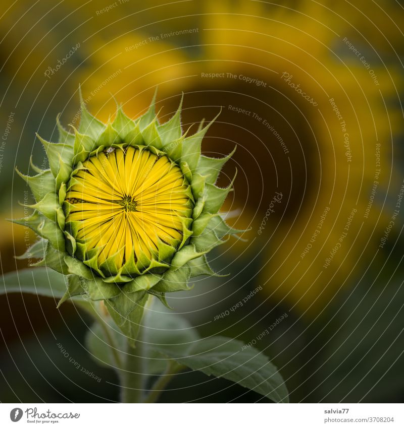sonnige Aussichten Natur Sonnenblume Blüte Blütenknospe Blume gelb Pflanze Garten Makroaufnahme Nutzpflanze Sommer schön Farbfoto Symmetrie Mandala