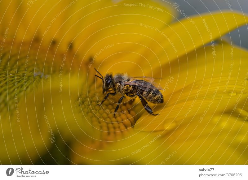 vom Regen überrascht sitzt die Biene auf der Sonnenblume Natur Sommer gelb Makroaufnahme Insekt Blüte Blume Pollen Pflanze Nektar Garten fleißig Duft Honigbiene