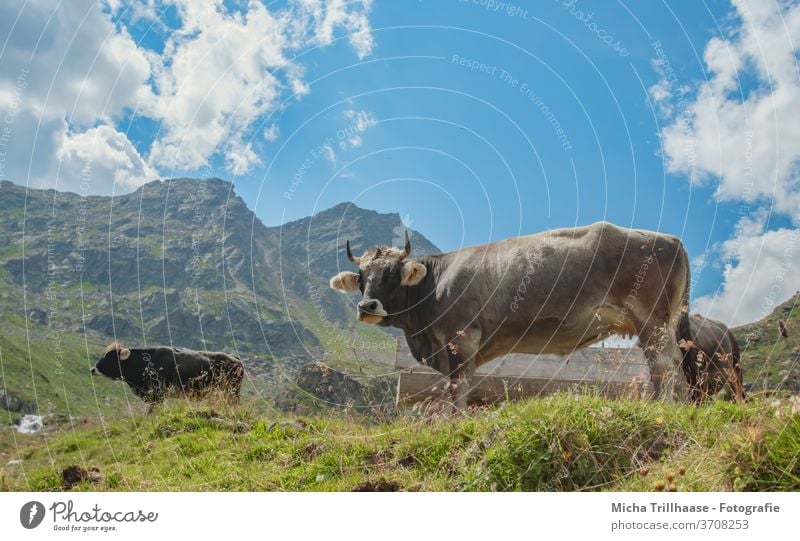 Weidende Kühe in den Alpen Kaunertal Österreich Tirol weiden Kopf Blick Hörner Nutztiere Gras Wiese Berge Gebirge Täler Himmel Wolken Sonne Sonnenschein Natur