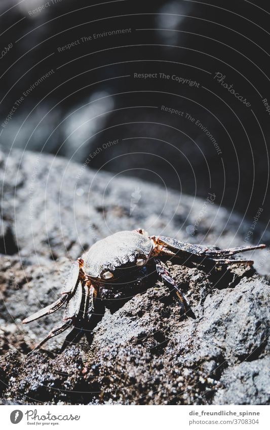 Krabbe auf Felsen Krebs stein Tier Farbfoto Außenaufnahme Meer Natur Nahaufnahme Tag Strand Krebstier Tierporträt Küste Sand krabbeln Menschenleer Schere