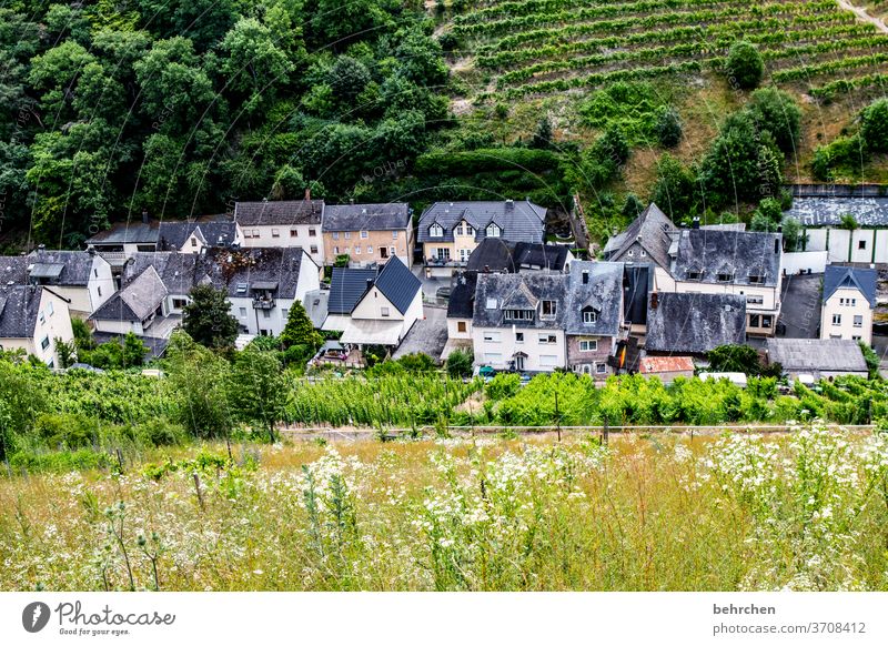 wein wandern Wege & Pfade Hunsrück Moseltal Weinbau Rheinland-Pfalz Mosel (Weinbaugebiet) Weinstock Weinberg Weintrauben Weinrebe Landschaft Berge u. Gebirge