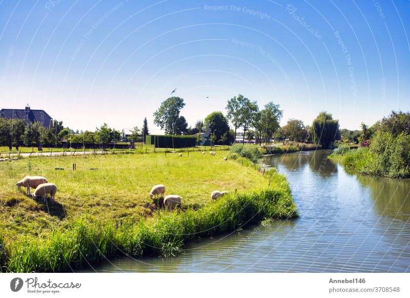 Schöne grüne Sommerlandschaft in den Niederlanden mit weidenden Schafen und einem ruhigen Bachlauf, Landschaft holländisch Weide Feld Ackerbau ländlich Wiese