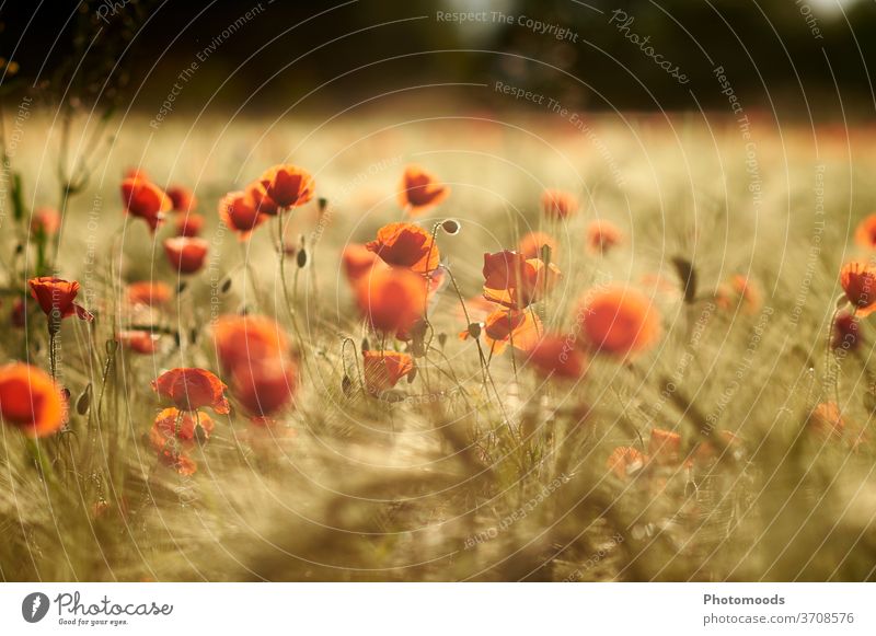 Mohnblumen im Sonnenuntergang Feld Wiese Getreide Stimmung Natur Natura rot Blüte Blume Mohnblüte Mohnfeld Wildpflanze Landschaft Sonnenlicht Außenaufnahme