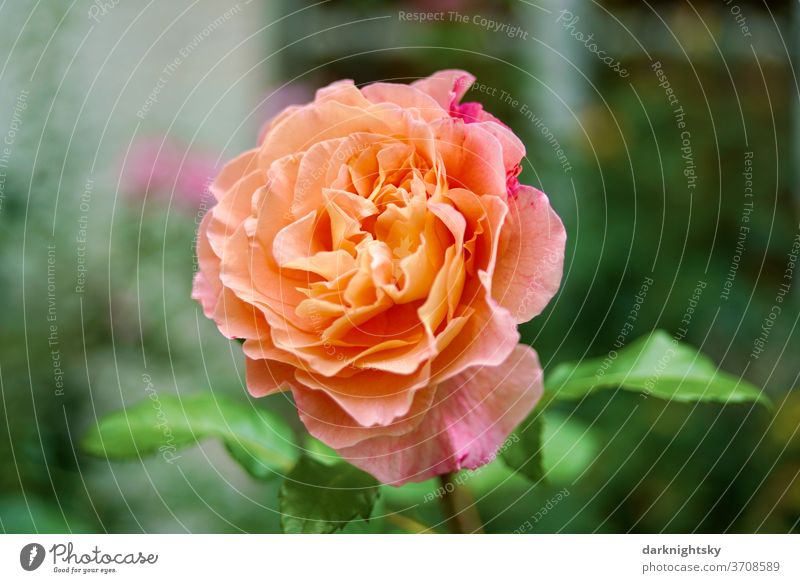 Prächtige orangerote Rosen Blüte in einem Garten zur Sommerzeit Liebe Schönheit schöne Nahaufnahme Außenaufnahme gelbe rose rosa Zucht Menschenleer Duft Blume