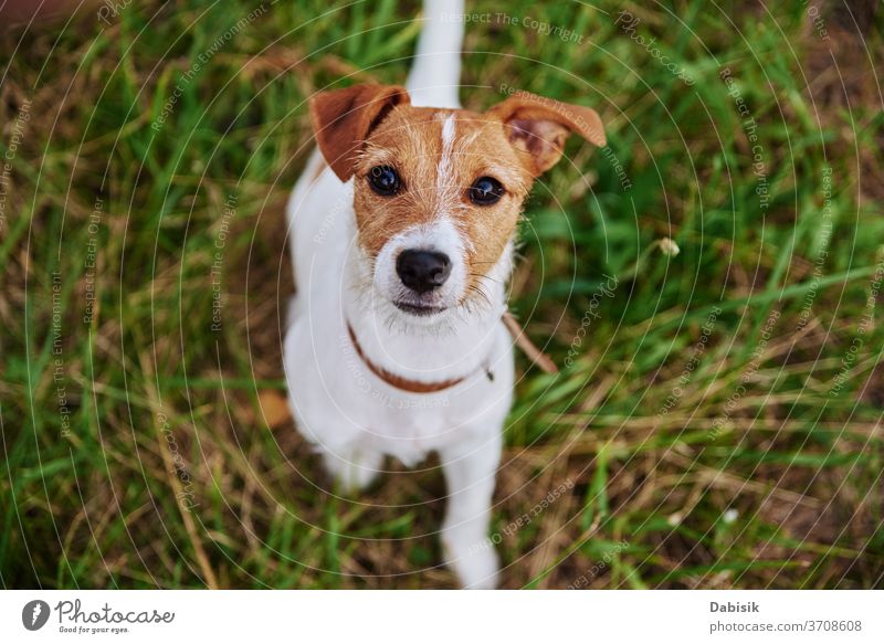 Hund auf der Wiese an einem Sommertag. Jack Russel Terrier-Welpe schaut in die Kamera Porträt niedlich Glück Haustier bezaubernd braun Gesicht züchten heimisch