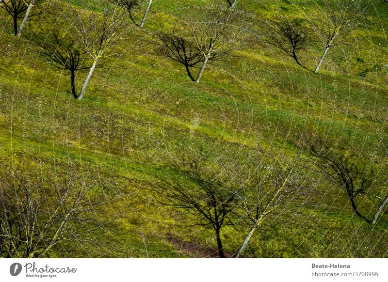 Es grünt so grün 1 Grün Rasen Bäume Natur Außenaufnahme Wiese Farbfoto