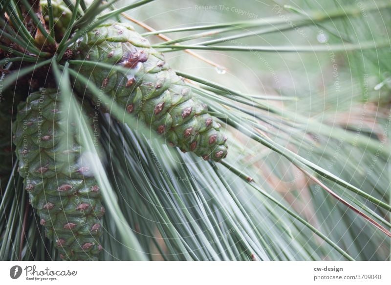 Nadelgewächs auf Japan Natur grün Pflanze Außenaufnahme