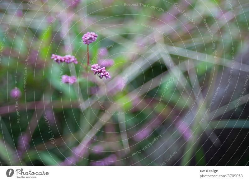 Gewächs auf Japan grün Natur Pflanze