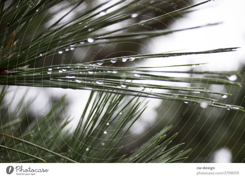 Nadelgewächs auf Japan grün Pflanze Natur Außenaufnahme