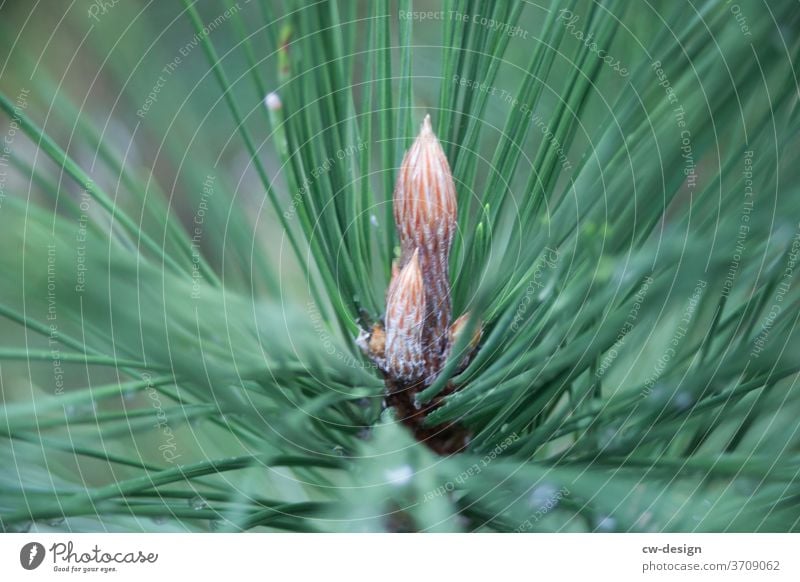 Nadelgewächs auf Japan grün Pflanze Asien Farbfoto Natur