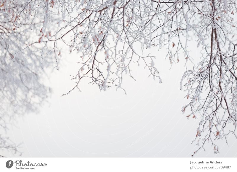 vereiste und verschneite Zweige hängen vom Baum im Nebel Eis kalt gefroren Winter Frost Kristallstrukturen Ast Schnee Makroaufnahme zerbrechlich erfrieren