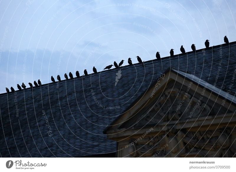 Krähen auf einem Dach krähen raben vogel stadt rabenvogel dämmerung haus silhouette tier kontrast dach deutschland abend