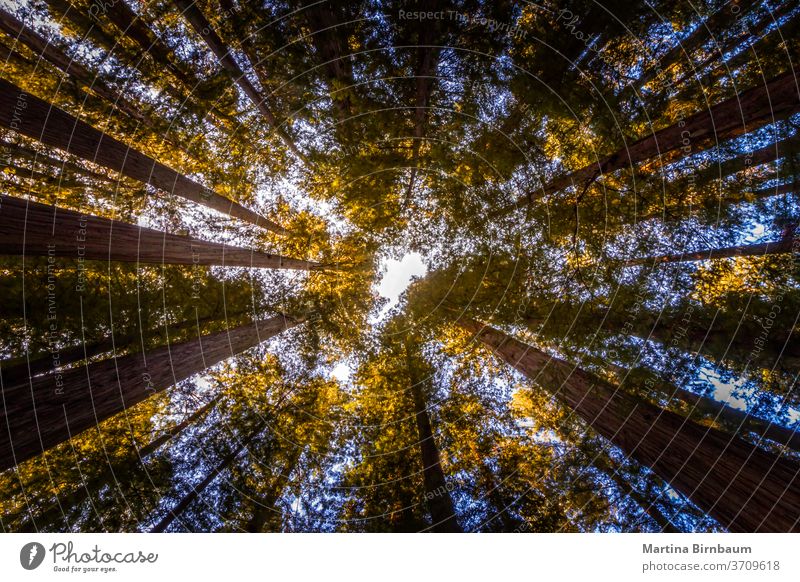 Nachschlagen. Baumwipfel im Redwood National and State Park, Kalifornien Tops Wald Riese Sequoia Mammutbäume Tourismus Nationalpark Mammutbaum Landschaft