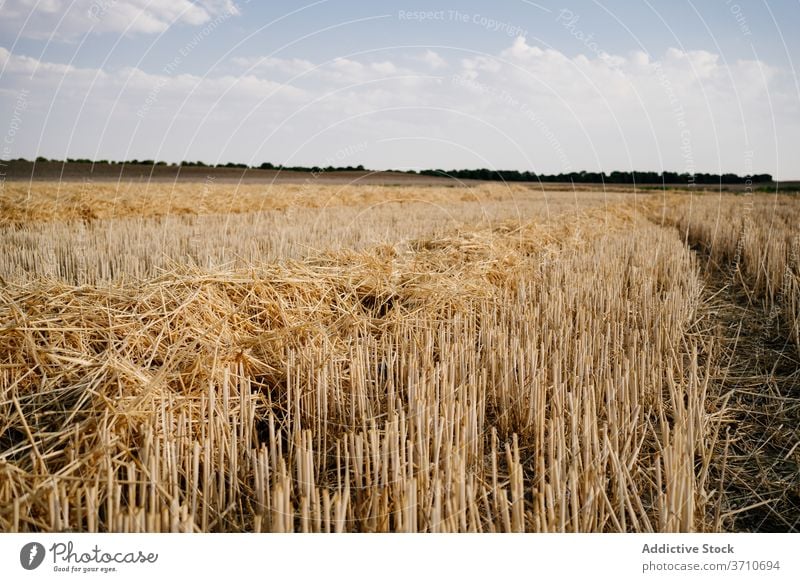 Feld mit geerntetem Getreide im Sonnenlicht Ernte Ackerbau Agronomie gold Gras Natur Landschaft Blauer Himmel trocknen organisch geschnitten malerisch Stroh