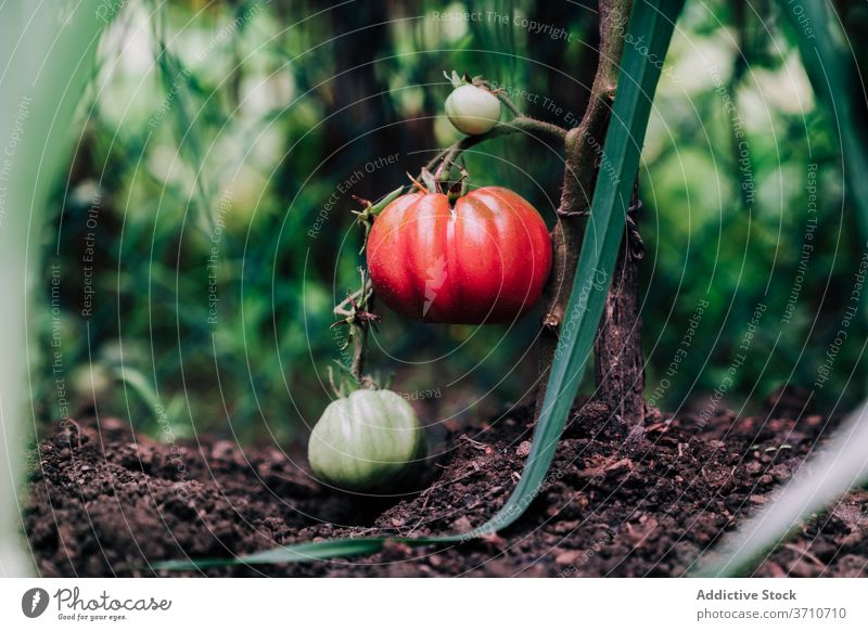 Rote reife Tomaten auf Zweig im Garten Ernte rot Ast wachsen Gemüse organisch natürlich Pflanze Lebensmittel kultivieren Wachstum Saison Sommer Gartenbau