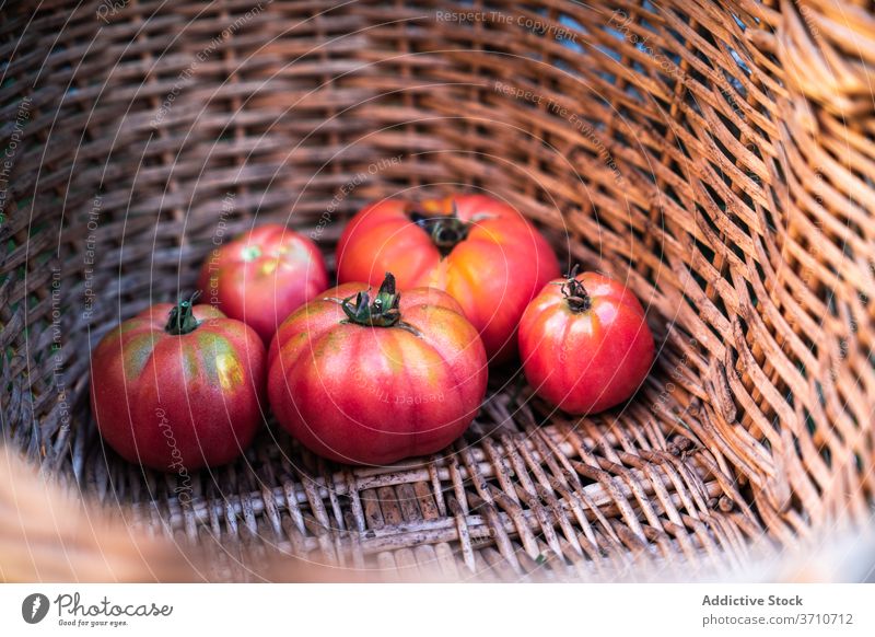Korb mit frischen reifen Tomaten Ernte rot Gemüse natürlich organisch Lebensmittel Öko Garten Markt Lebensmittelgeschäft Weide Pflanze kultivieren Saison Sommer