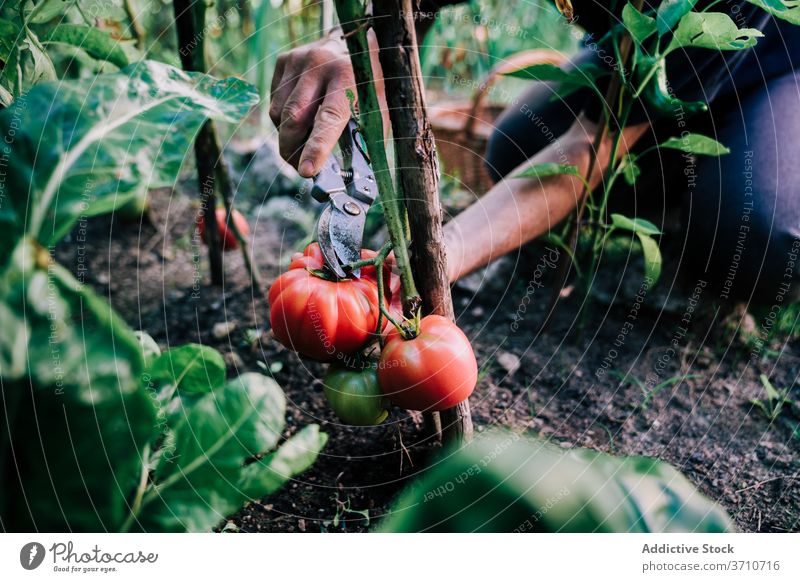 Gärtner erntet Tomaten im Garten Ernte pflücken abholen Schere Werkzeug Landwirt geschnitten rot reif wachsen Gemüse organisch natürlich Pflanze Lebensmittel