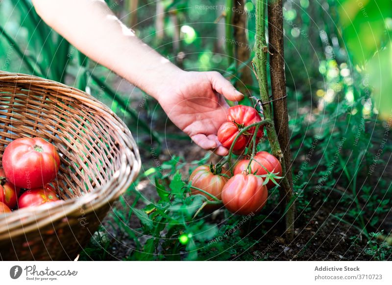 Gärtner erntet Bio-Tomaten im Sommergarten Ernte pflücken abholen Garten organisch natürlich Landwirt Hand Korb rot reif wachsen Gemüse Pflanze Lebensmittel