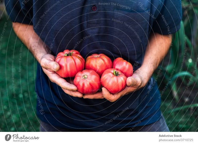 Mann mit frisch geernteten Tomaten im Garten Ernte Gärtner rot reif Gemüse organisch natürlich Landwirt führen zeigen manifestieren wachsen Lebensmittel