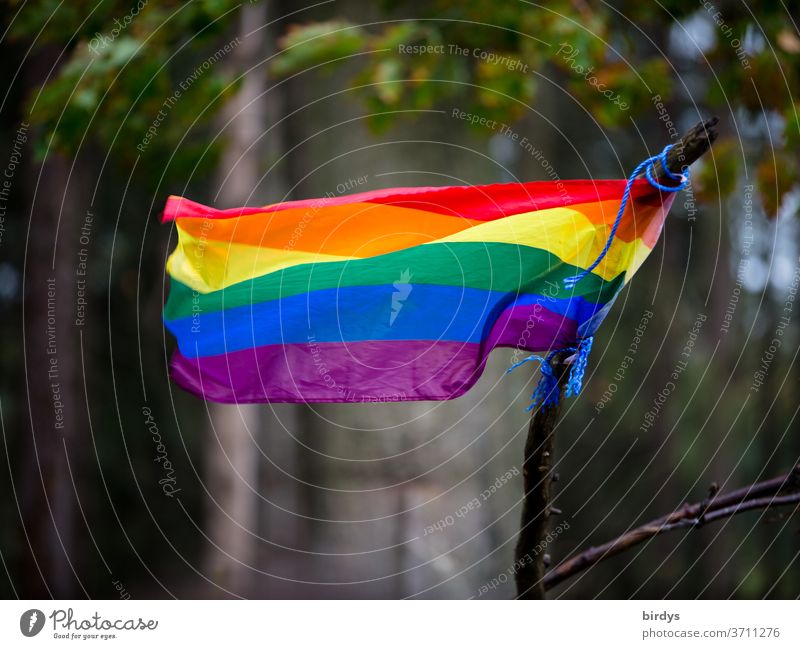 Regenbogenfahne weht im Wind. Zentralperspektive Regenbogenfarben Homosexualität Symbolik Schwule Lesben Transgender Freiheit Symbole & Metaphern Gleichstellung