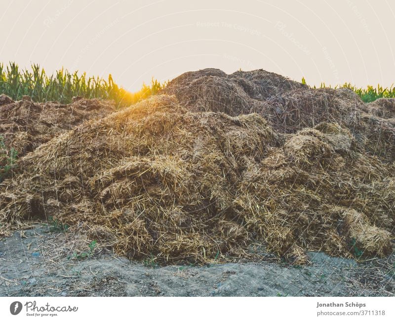 Misthaufen am Rande eines Feldes Abendsonne Bauernhof Kot Landwirtschaft Maisfeld Wiederverwendung ackerbau bio draußen öko Außenaufnahme Natur Umwelt ländlich
