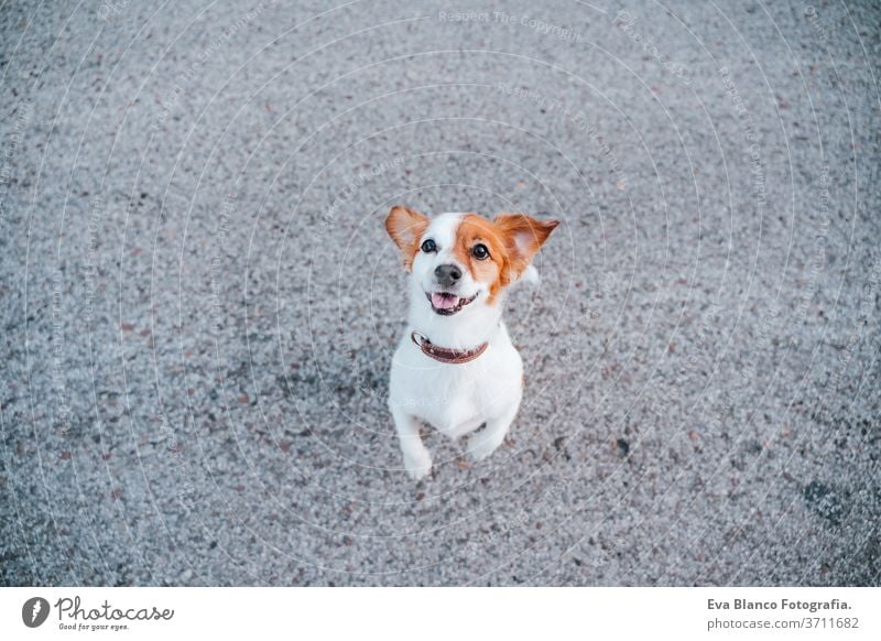 Porträt eines süßen Jack-Russell-Terrier-Hundes auf der Straße. Haustiere im Freien und Lebensstil jack russell niemand urban Großstadt niedlich schön jung