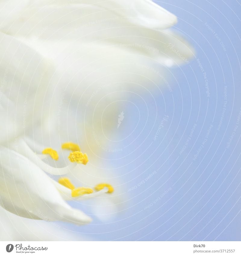 Detail einer weißen Blüte Blütenblatt Staubfäden Staubgefäße Blütenstaub Pollen blau Hintergrund neutral zart hell wachsen blühen blühend Wachstum Schönheit