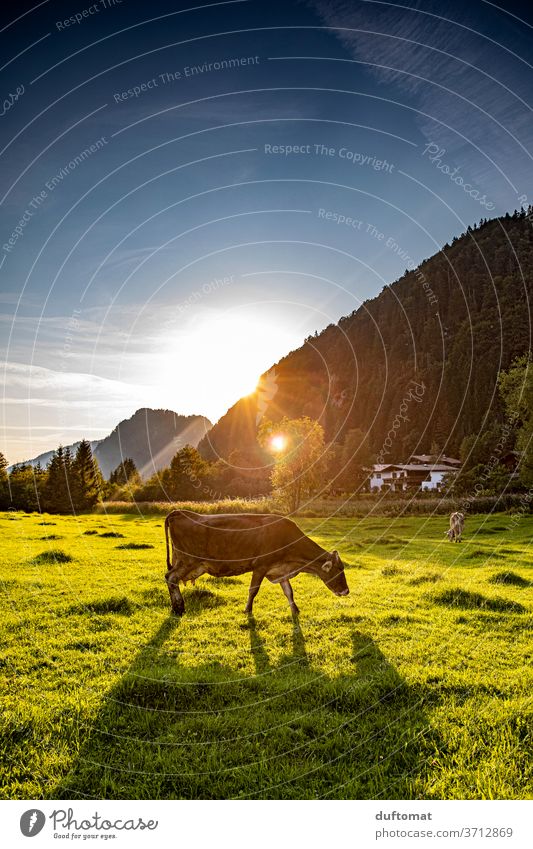Kuh auf der Weide im Sonnenuntergang Gegenlicht Wiese Tier Stimmung stimmungsvoll Natur Nutztier Rind Landwirtschaft Gras Biologische Landwirtschaft