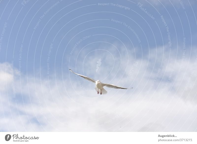 eine fliegende Möwe Himmel blau Meer Freiheit Flügel Strand Wasser Weiß Feder Küste Ferien & Urlaub & Reisen Ostsee