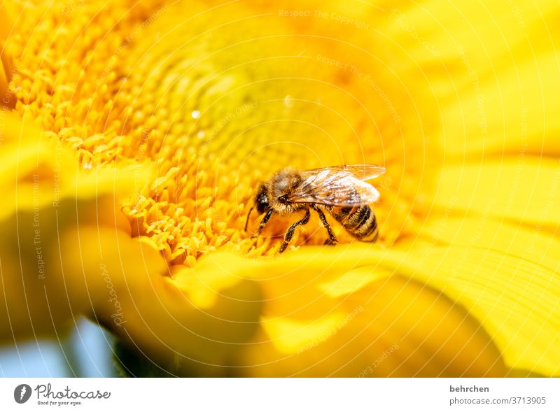 doofer regen Nektar Honig Pollen Tier Sonnenblume Nahaufnahme Wiese Flügel fliegen Biene Hummel Garten Landschaft schön Blütenblatt Umwelt Wärme Blütenstaub