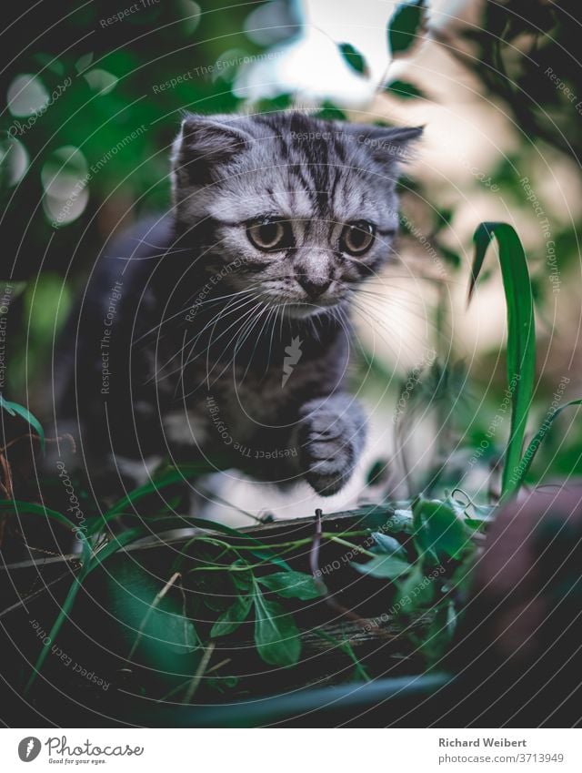 Kleines Kätzchen erkundet die Welt und steigt dabei über ein Stück Holz Kätzchen Katze Kätzchen im Gras Kätzchen im Busch Katzenbaby Katzenauge Katzenkopf