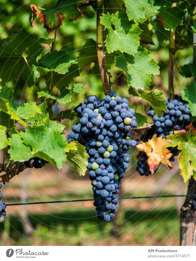 Blaue Trauben eines Weinbergs Sonne Sommer Weingut Weinbau