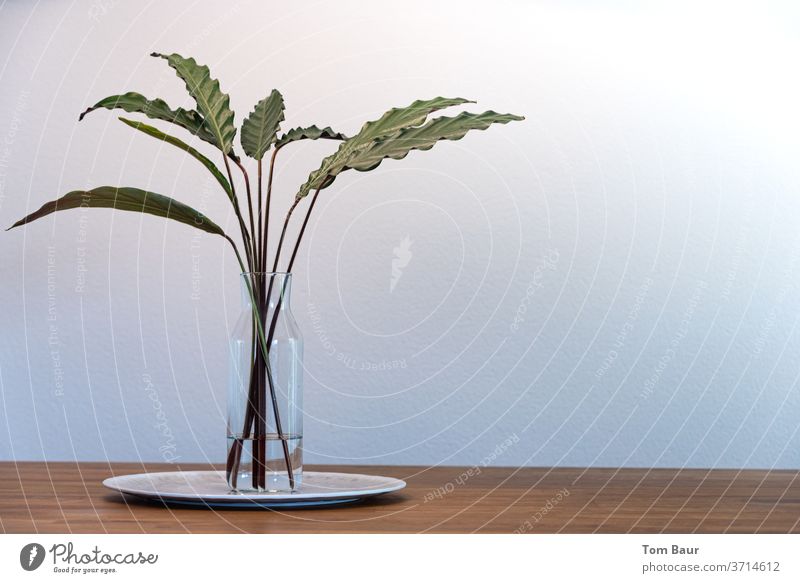 Grüne Blätter in Vase auf Holztisch - Calathea crocata Grünpflanze Tisch Pflanzenteile Tischdekoration Eiche Stillleben Ambiente Lifestyle Farbfoto