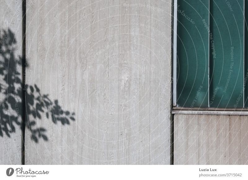 graue Fassade mit türkisgrünem Fenster, dazu der anmutige Schatten eines Baumes Sichtbeton trist Haus Außenaufnahme Gebäude Menschenleer Bauwerk Farbfoto