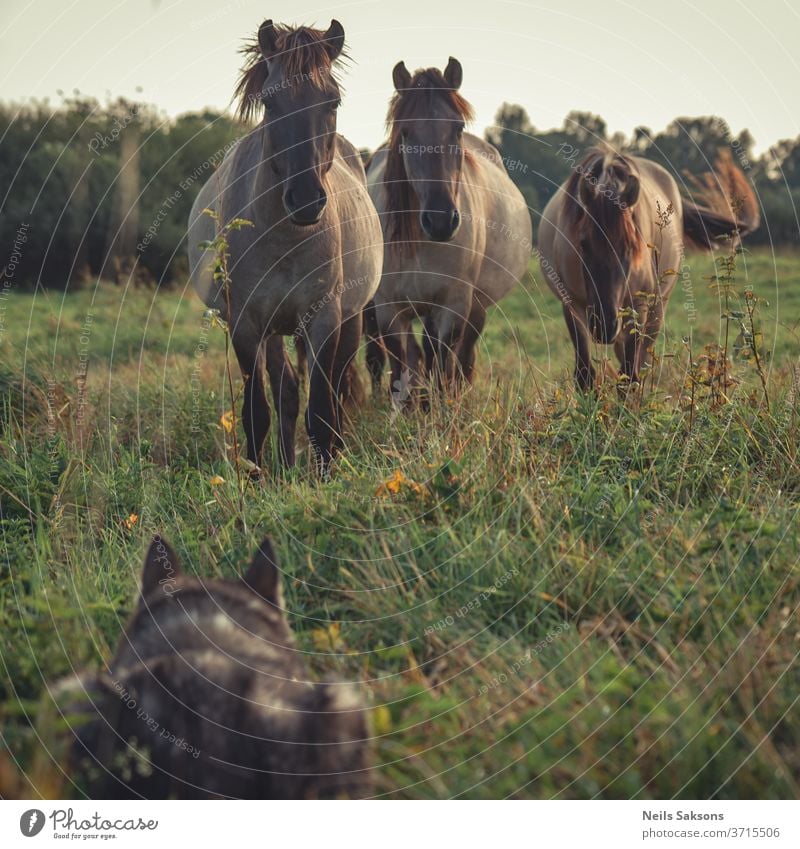 drei Wildpferde, die einen im Gras versteckten Schlittenhund suchen Pferd Tier Pferde Natur Feld braun wild Wiese Fohlen Tiere Säugetier Hengst ländlich grün