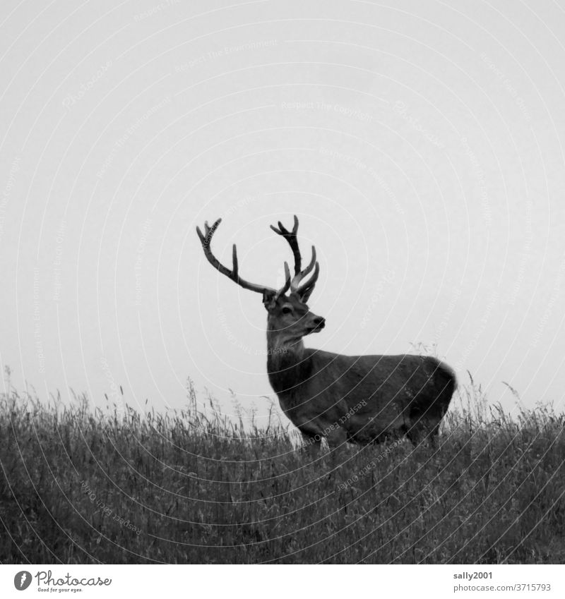 der König des Waldes... Hirsch Wildtier Tier Geweih stolz Überblick Wiese stehen beobachten schön stark Blick beeindruckend Stärke Natur Menschenleer