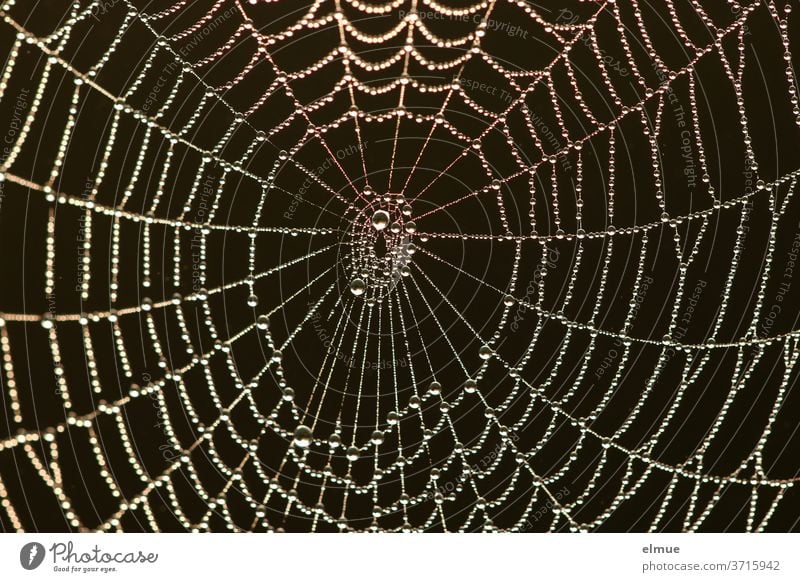 ein Klassiker in schwarz - Perlen reinen Wassers haben sich am frühen Morgen im Spinnennetz verfangen Netzwerk Wassertropfen Kontrast Faden Spinnenfaden Frühtau