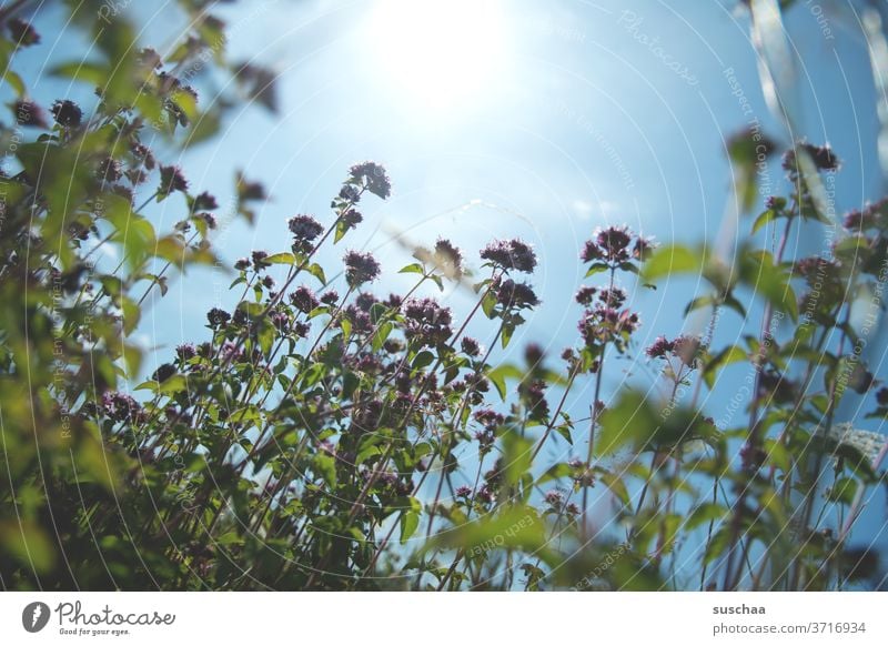 sommer, sonne und eine blumenwiese Sommer sommerlich Wiese Blumenwiese Wiesenblumen Sonne Sonnenlicht wärmend Wärme wachsen Wachstum Pflanzen Photosynthese