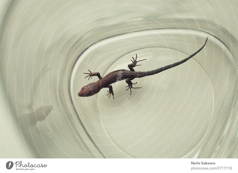 Eidechse in leerem Glas gefangen Lizard Reptil Tier Gecko vereinzelt Natur Leitwerke Tierwelt weiß braun Makro Tiere klein wild Salamander Molch Nahaufnahme