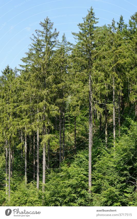Fichten im Harz Baum Wald Nadelwald Berghang bewaldet Tanne Wälder picea picea abies Nadelholz Kiefer Holz Waldgebiet Berge u. Gebirge Bäume Forstwirtschaft