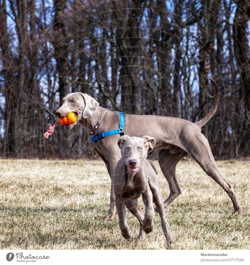 Zwei Weimaraner Jaghunde im Spiel auf einer Wiese am Waldrand weimaraner welpe vorsteherhund rüde haustier hübsch jagdhund portrait reinrassig zwei gras jung