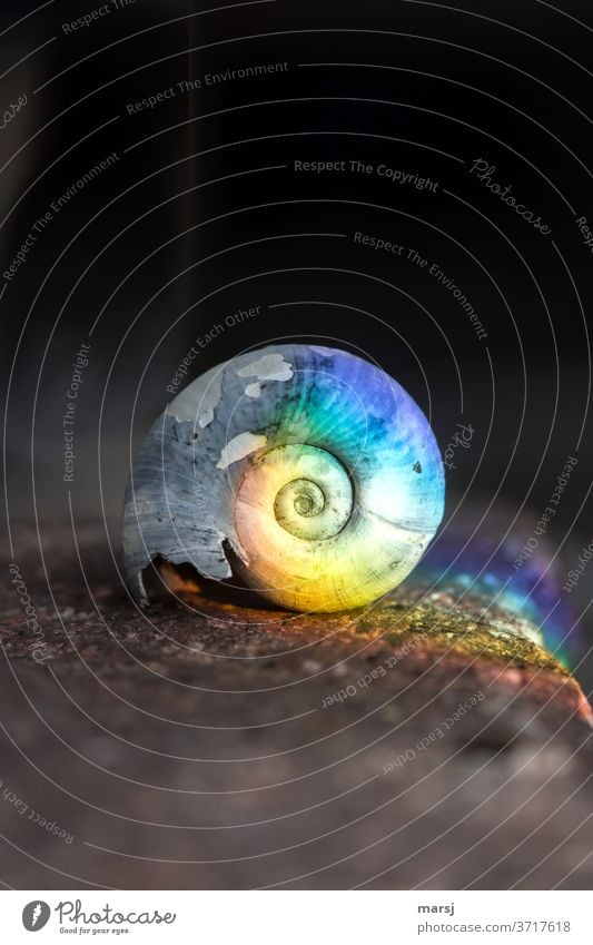 Bunt kann auch altes und bleiches zum Strahlen bringen Schneckenhaus Spirale drehen einfach außergewöhnlich einzigartig trashig mehrfarbig Überraschung träumen