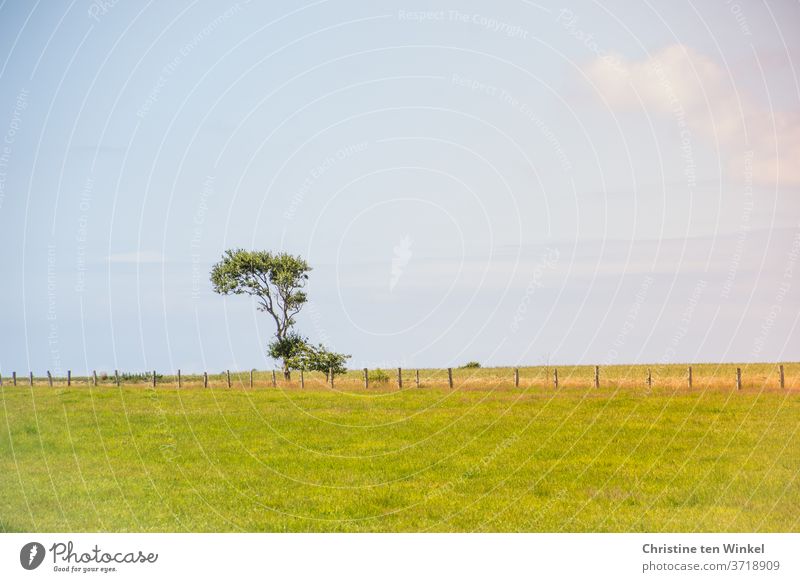 Ein durch den Nordseewind krumm gewachsener Baum steht ziemlich alleine am Horizont hinter einem Weidezaun auf einer Wiese. Landschaft Wind Zaun Natur Gras
