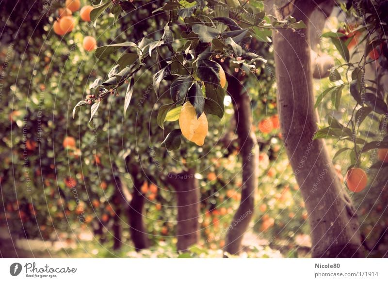 Mediterrane Gartenfrüchte II Natur Sonne Sommer Wärme Zitrone Zitronenbaum Zitrusfrüchte Mallorca Plantage Frucht sauer vintage Farben Retro-Farben Farbfoto