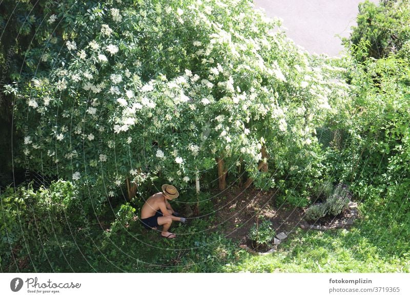 junger Mann unter einem blühenden Holunderbusch bei der Gartenarbeit Gartenpflanzen Gärtner Gartenbau gärtnern Gartenarbeit machen Wachstum anpflanzen Pflanzen