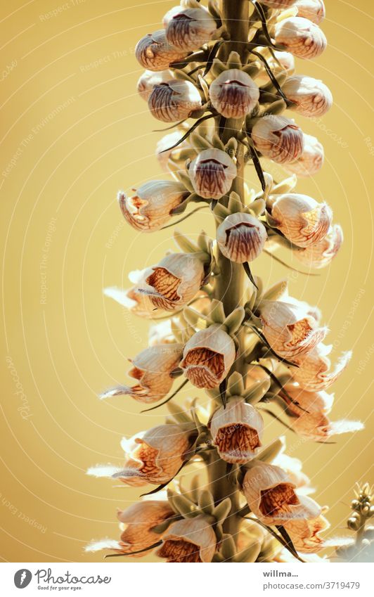 Gelber Herold Blume rostfarbiger Fingerhut Gigantea Digitalis ferruginea Rostiger Fingerhut Staude rosettenartig giftig immergrün Kapselfrucht