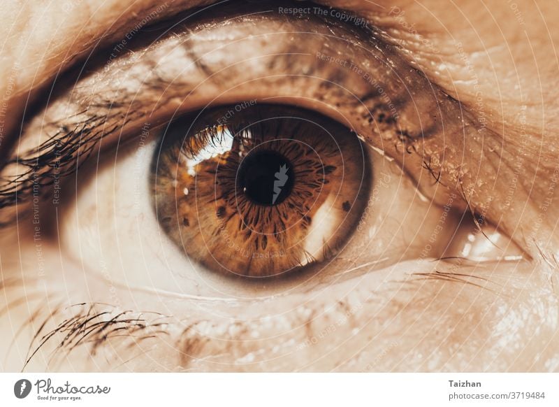 Detailaufnahme einer reifen Frau mit braungrünem Auge in Nahaufnahme knittern Menschen alt Lebensalter gealtert Alterung Kosmetik Blickfang Wimpern Augenlicht
