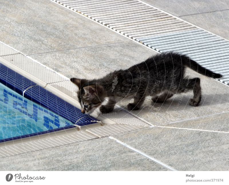Tier | mal gucken... Haustier Katze 1 Tierjunges Schwimmbad Fliesen u. Kacheln Blick stehen ästhetisch außergewöhnlich klein niedlich blau grau schwarz weiß